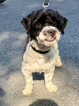 Mr B -  Poodle and Shih Tzu Dog for Adoption in Alpharetta, Georgia - Mr B | PetCurious