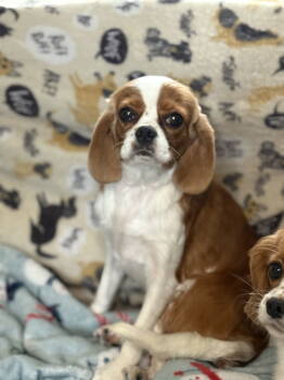 Rescue Cavalier King Charles Spaniel Dogs for Adoption in Brandon, South Dakota - Jewel | PetCurious