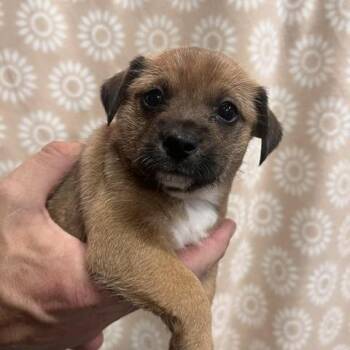 Jack Russell Terrier Dogs Available for Adoption in Lodi, California - Leah | PetCurious