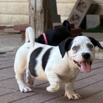 Mickey -  Miniature Schnauzer Dog for Adoption in Spring, Texas - Mickey | PetCurious