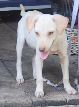 Marley -  Terrier Dog for Adoption - Marley | PetCurious