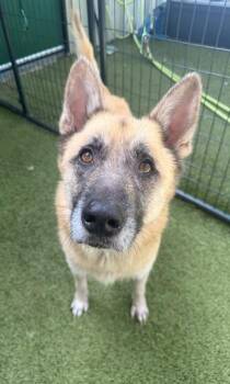 Xavier -  German Shepherd Dog and Mixed Breed Dog for Adoption in Fort Worth, Texas - Xavier | PetCurious