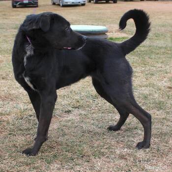 Black Labrador Retriever and Mixed Breed Dogs Available for Adoption - Florence | PetCurious