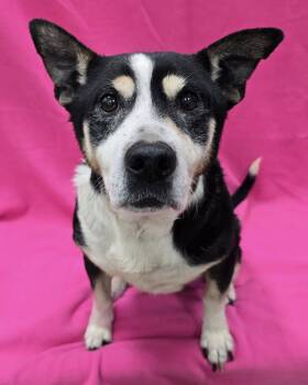 Rescue Mixed Breed Dogs for Adoption in Frankfort, Indiana - Montana | PetCurious