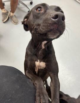 Elmer -  Pit Bull Terrier Dog for Adoption in Hartsville, South Carolina - Elmer | PetCurious