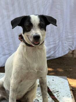 Lula -  Fox Terrier and Jack Russell Terrier Dog for Adoption in Ramona, California - Lula | PetCurious