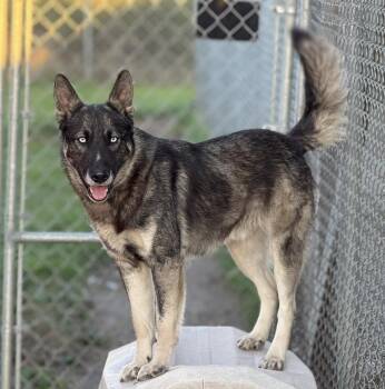 Rescue German Shepherd Dog and Husky Dogs for Adoption in Meadow Lake, Saskatchewan - Xadeaux | PetCurious