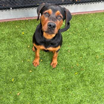 Maria A2279512 -  Rottweiler Dog for Adoption in Los Angeles, California - Maria A2279512 | PetCurious