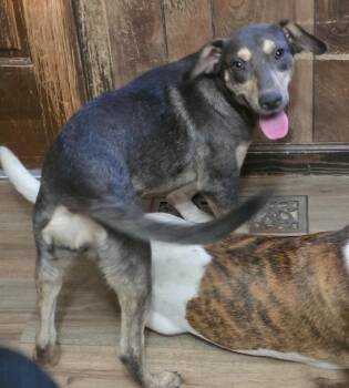 Birdie -  Labrador Retriever and Hound Dog for Adoption in Hartsville, South Carolina - Birdie | PetCurious