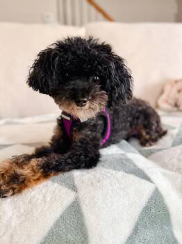 Josie -  Poodle Dog for Adoption in Atlanta, Georgia - Josie | PetCurious