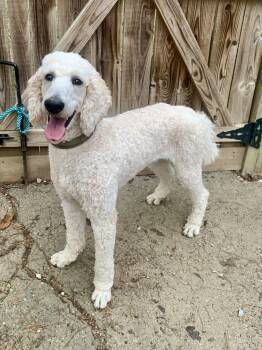 Standard Poodle Dogs Available for Adoption in Richmond, Virginia - Kyle | PetCurious