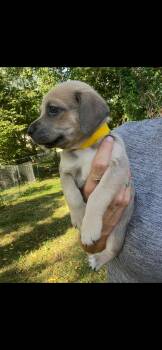 Rescue Pug and Poodle Dogs for Adoption in Union Grove, Wisconsin - Fawn | PetCurious
