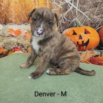 Rescue Labrador Retriever and Hound Dogs for Adoption in Griswold, Connecticut - Denver | PetCurious