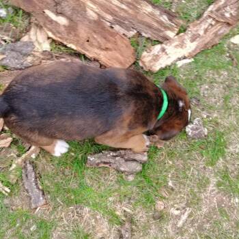 Mixed Breed Dogs Available for Adoption in Buffalo, Minnesota - Shiitake | PetCurious