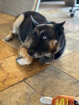 Rescue German Shepherd Dog and Husky Dogs for Adoption in Cool, California - Loba | PetCurious
