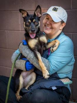 Bastleberry -  Mixed Breed Dog for Adoption in Chamblee, Georgia - Bastleberry | PetCurious
