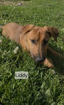 Liddy -  German Shepherd Dog Dog for Adoption in Union Grove, Wisconsin - Liddy | PetCurious