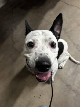 Rescue Pit Bull Terrier and Mixed Breed Dogs for Adoption in Dallas, Texas - HOOVER | PetCurious