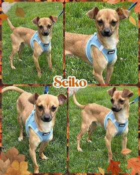 Rescue Chihuahua Dogs for Adoption in Ringwood, New Jersey - Seiko | PetCurious