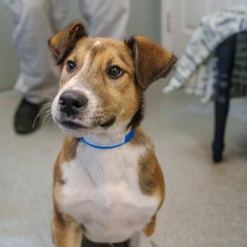 Shepherd Dogs Available for Adoption - Ryan | PetCurious