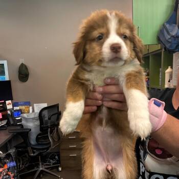Mango -  Australian Shepherd Dog for Adoption in Norman, Oklahoma - Mango | PetCurious