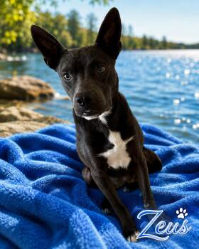 Zeus - The Sweetest Boy -  Australian Kelpie and Terrier Dog for Adoption in Citrus Heights, California - Zeus - The Sweetest Boy | PetCurious