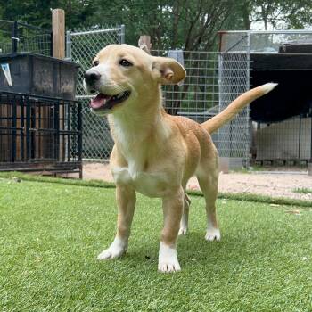 Terrier Dogs Available for Adoption in Magnolia, Texas - Bambi | PetCurious