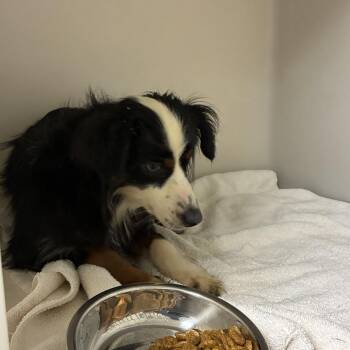 Adeline -  Australian Shepherd Dog for Adoption in Harrisonburg, Virginia - Adeline | PetCurious