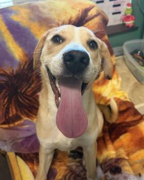 Nacho -  Mixed Breed Dog for Adoption in Seneca, Pennsylvania - Nacho | PetCurious