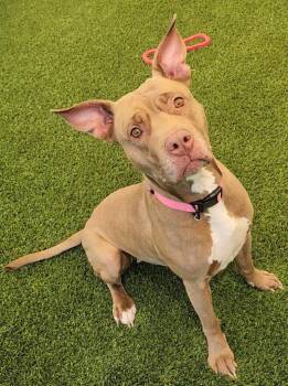 Rescue Pit Bull Terrier Dogs for Adoption in Frankfort, Kentucky - Ginger | PetCurious