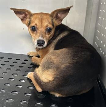LAICA -  Chihuahua Dog for Adoption in Doral, Florida - LAICA | PetCurious