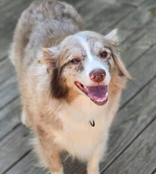 Rescue Australian Shepherd Dogs for Adoption in Social Circle, Georgia - Daisy | PetCurious
