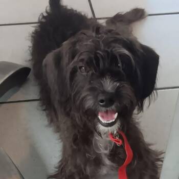 Schnoodle Dogs Available for Adoption - Jack | PetCurious
