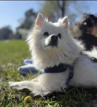 American Eskimo Dog Dogs Available for Adoption in Des Moines, Iowa - Boo | PetCurious