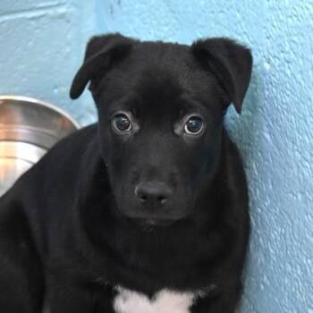 Shar Pei Dogs Available for Adoption - Mike | PetCurious