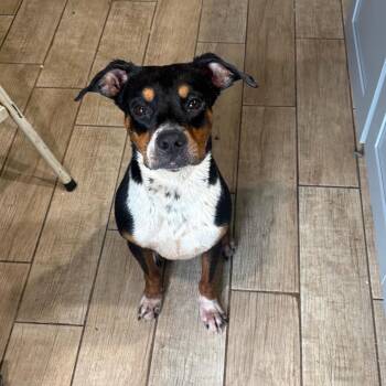 LBL-GUS -  Mixed Breed Dog for Adoption in Brooksville, Florida - LBL-GUS | PetCurious