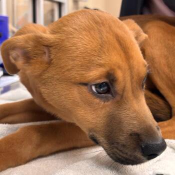 Stormer -  Terrier Dog for Adoption in Birmingham, Alabama - Stormer | PetCurious