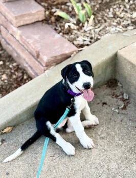 Border Collie and Plott Hound Dogs Available for Adoption in Denver, Colorado - Miley | PetCurious