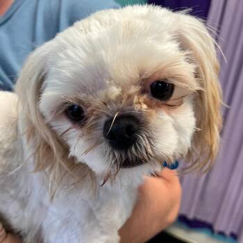 Suzy q -  Shih Tzu Dog for Adoption in Boerne, Texas - Suzy Q | PetCurious