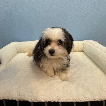 Kayda -  Terrier Dog for Adoption in Fresno, California - Kayda | PetCurious