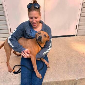 Waggington -  Mixed Breed Dog for Adoption in Edwardsville, Illinois - Waggington | PetCurious