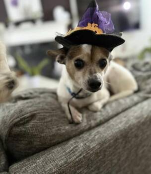 Rescue Chihuahua Dogs for Adoption in Coatesville, Pennsylvania - Honey | PetCurious