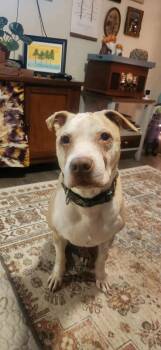 Rescue Pit Bull Terrier and Mixed Breed Dogs for Adoption in Alma, Wisconsin - Winston | PetCurious