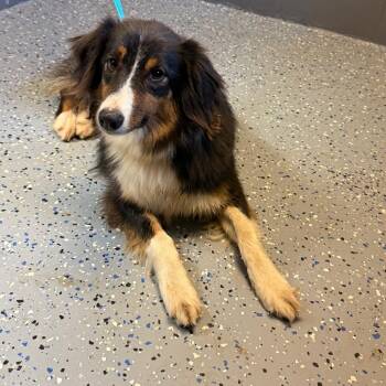 TUSC-Stray-84755 -  Australian Shepherd and Collie Dog for Adoption in Tuscaloosa, Alabama - TUSC-Stray-84755 | PetCurious