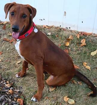 Latte -  Labrador Retriever and Shepherd Dog for Adoption in Millcreek, Utah - Latte | PetCurious