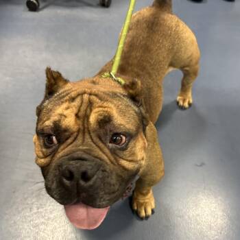 English Bulldog Dogs Available for Adoption in Greensboro, North Carolina - Soup Dumpling | PetCurious