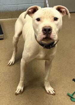 Levi -  Mixed Breed Dog for Adoption in Chamblee, Georgia - Levi | PetCurious