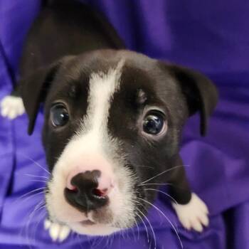 Mixed Breed Dogs Available for Adoption - Ivette | PetCurious