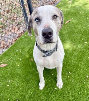 Mixed Breed Dogs Available for Adoption in Jacksonville, Florida - BRUCE WAYNE | PetCurious