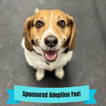 Beagle Dogs Available for Adoption - Johnny | PetCurious